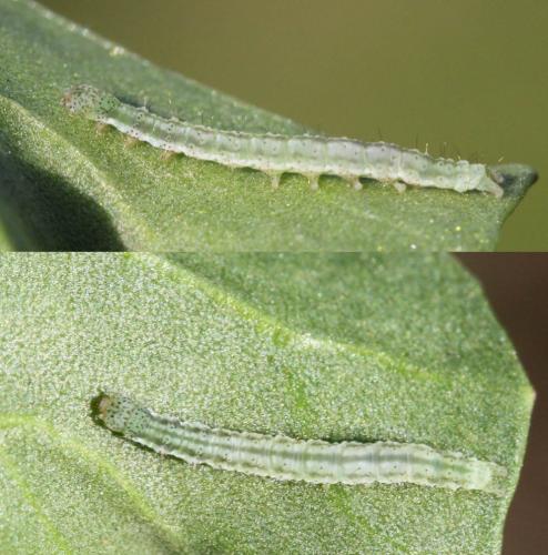 Rhigognostis incarnatella